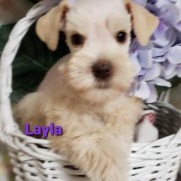 Miniature Schnauzer Puppies from Mountain View Schnauzers