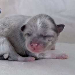Sterling - Blue merle male Pomeranian puppy in Fultonville, New York from Sandy Aussies & Pomeranians