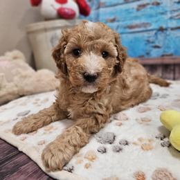 Willow - Apricot female Aussiedoodle puppy in Lebanon, Missouri from Perkins Pups