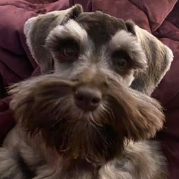 Baxter - Miniature Schnauzer