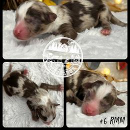 Australian Shepherd, Miniature American Shepherd, Miniature Australian Shepherd, and Toy Australian Shepherd Puppies from JKKJ Farms