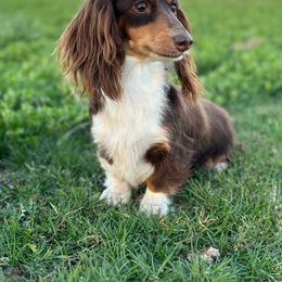 Rum Chata - Dachshund