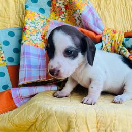 Wendy - Chocolate and tan female Dachshund puppy in Stilwell, Oklahoma from MB’s Dachshunds