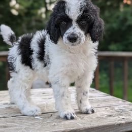 Poodle Puppies from Moirae Poodles
