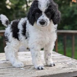 Poodle Puppies from Moirae Poodles