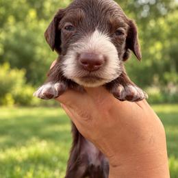 Harry - Chocolate male Dachshund puppy in Jarales, New Mexico from Poker Paws Dachshunds