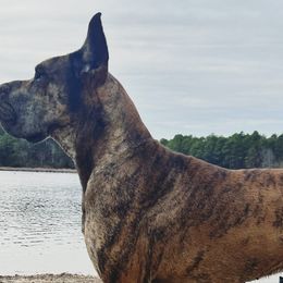 Great Danes from Rivercliff Danes