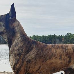 Great Danes from Rivercliff Danes