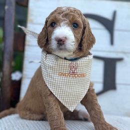 Beach Blue Girl - Red  Goldendoodle puppy in Los Alamitos, California from Given Doodles