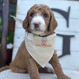 Beach Blue Girl - Red  Goldendoodle puppy in Los Alamitos, California from Given Doodles