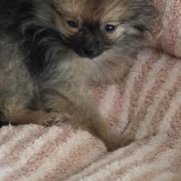 Charlie - Cream sable male Pomeranian puppy in El Centro, California from BabyBooPoms