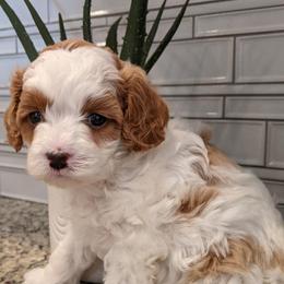 Oscar - Blenheim male Cavapoo puppy in Caldwell, Idaho from Terrace Cav's