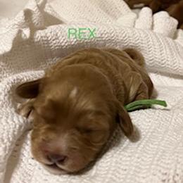 Rex - Red male Australian Labradoodle puppy in Spring City, Tennessee from Beck ‘N Ridge Australian Labradoodles