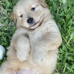 Golden Retriever Puppies from All shades Golden