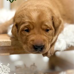 Green Male - Yellow male Labrador Retriever puppy in Franklin, Virginia from Oak Hollow Retrievers