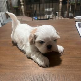 Buttercup - White male Shih Tzu puppy in Bardstown, Kentucky from Kelly Clark's Shih Tzu