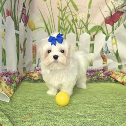 LENNOX - White male Maltese puppy in Mercer, Pennsylvania from Stone Ridge Maltese