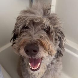 Labradoodle All Grown Up from Maple Bakin’ Doodles
