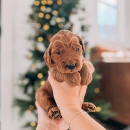 Gift - Red  male Goldendoodle puppy in Cookeville, Tennessee from Gravelle Family Farm
