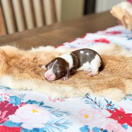 Ruby - Piebald female Dachshund puppy in Salters, South Carolina from Long-Pine Dachshund