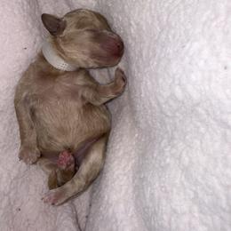 Aphrodite - Apricot female Poodle puppy in Bakersfield, California from Pedigree Poodles