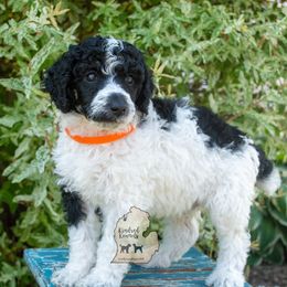 Poodle Puppies from Kindred Kennels