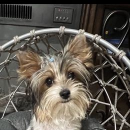Yorkshire Terrier All Grown Up from Dj’s House of Yorkies