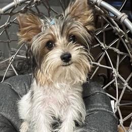 Yorkshire Terrier All Grown Up from Dj’s House of Yorkies