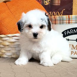 Bentley - Maltipoo puppy in Mabelvale, Arkansas from Durham's Designer Poos