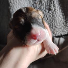 Red collar - Sable male Pembroke Welsh Corgi puppy in Yelm, Washington from Tolbolton Creek Corgis