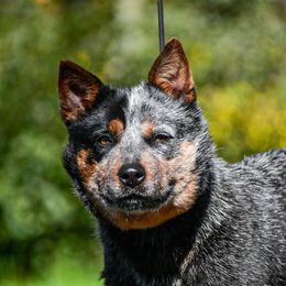Millie - Blue female Australian Cattle Dog puppy in Nevada City, California from Reaver Australian Cattle Dogs
