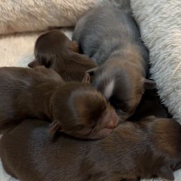 Chocolate boy 2 - Chocolate male Chihuahua puppy in Smithville, Ohio from Efaw’s Chihuahuas