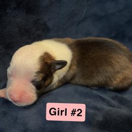 Pembroke Welsh Corgi Puppies from Kelsie Prieskorn