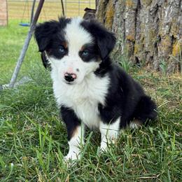 Oscar - Black tri male Miniature Australian Shepherd puppy in Marion, Michigan from Highland Hills Mini Aussies
