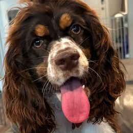 Stella - Cocker Spaniel