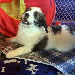 Dopey - Sable male Aussiedoodle puppy in Springfield, Missouri from Doodle Dandy Bernedoodles & Aussiedoodles