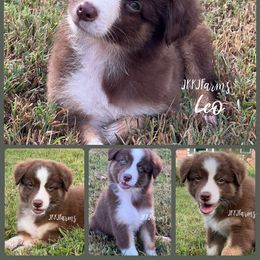 Cyclops - Red tri-color male Australian Shepherd puppy in Huntington, Texas from JKKJ Farms