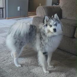 Lulu - Pomsky
