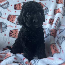 Anakin - Black male Poodle puppy in Mayville, Michigan from Kathy Maize