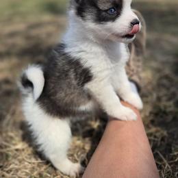 Camden - Wolf sable male Pomsky puppy in Mc Callsburg, Iowa from SZ Rolling Acres LLC