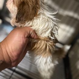 Kanela - Gold and white female Shih Tzu puppy in Apple Valley, California from Garcia_shihtzu