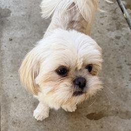 Snow - Cream and white male Shih Tzu puppy in Victorville, California from Precioustzus