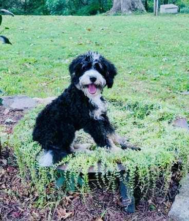 Murphy