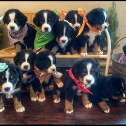 Bernese Mountain Dog Puppies from Hideaway Farm