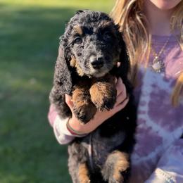 Hersey - Black female Poodle puppy in St. Johnsbury, Vermont from Poodles of the Northern Woods