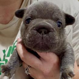 Boosie - Tricolors male French Bulldog puppy in Delhi, Louisiana from 4T Ranch