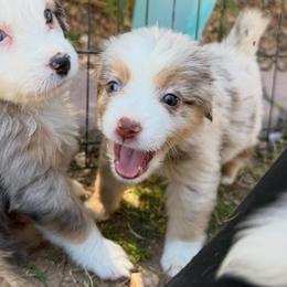 Rain - Red merle female Miniature American Shepherd puppy in Phoenix, Arizona from Outlaw Minis