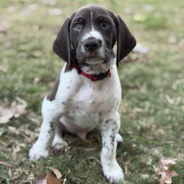 Elvis - Red Collar - Liver and white male German Shorthaired Pointer puppy in Conroe, Texas from Tipsy Rabbit GSP TopDog Kennel