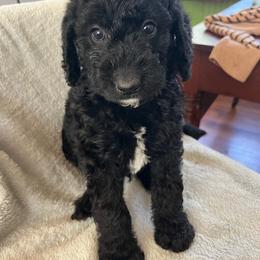 Mack - Black male Labradoodle puppy in Lowville, New York from Adirondack Labradoodles