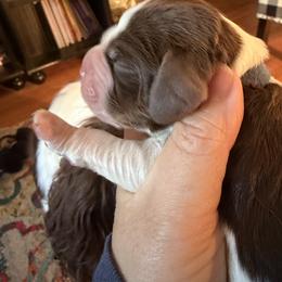 Sparkle (blue collar) - Liver white and tan male English Springer Spaniel puppy in Statesville, North Carolina from Rockin’ Slow Farms